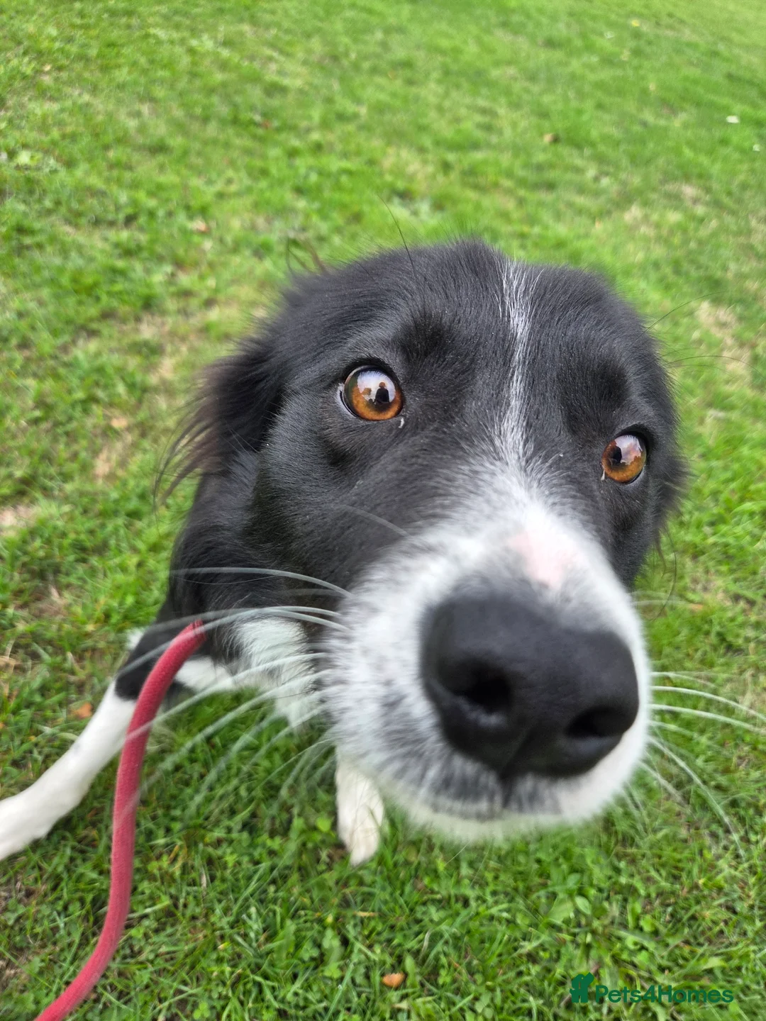 Border Collie dogs for sale: Male border collie - Advert 4