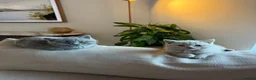 British Shorthair cats for sale: Affectionate male British Shorthair kitten  - Advert 6