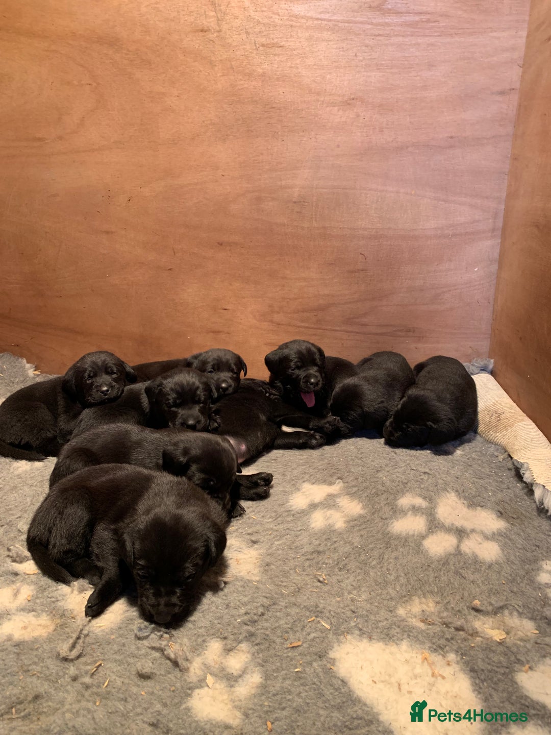 Labrador Retriever dogs for sale: KC Registered Black Labradors - Advert 3