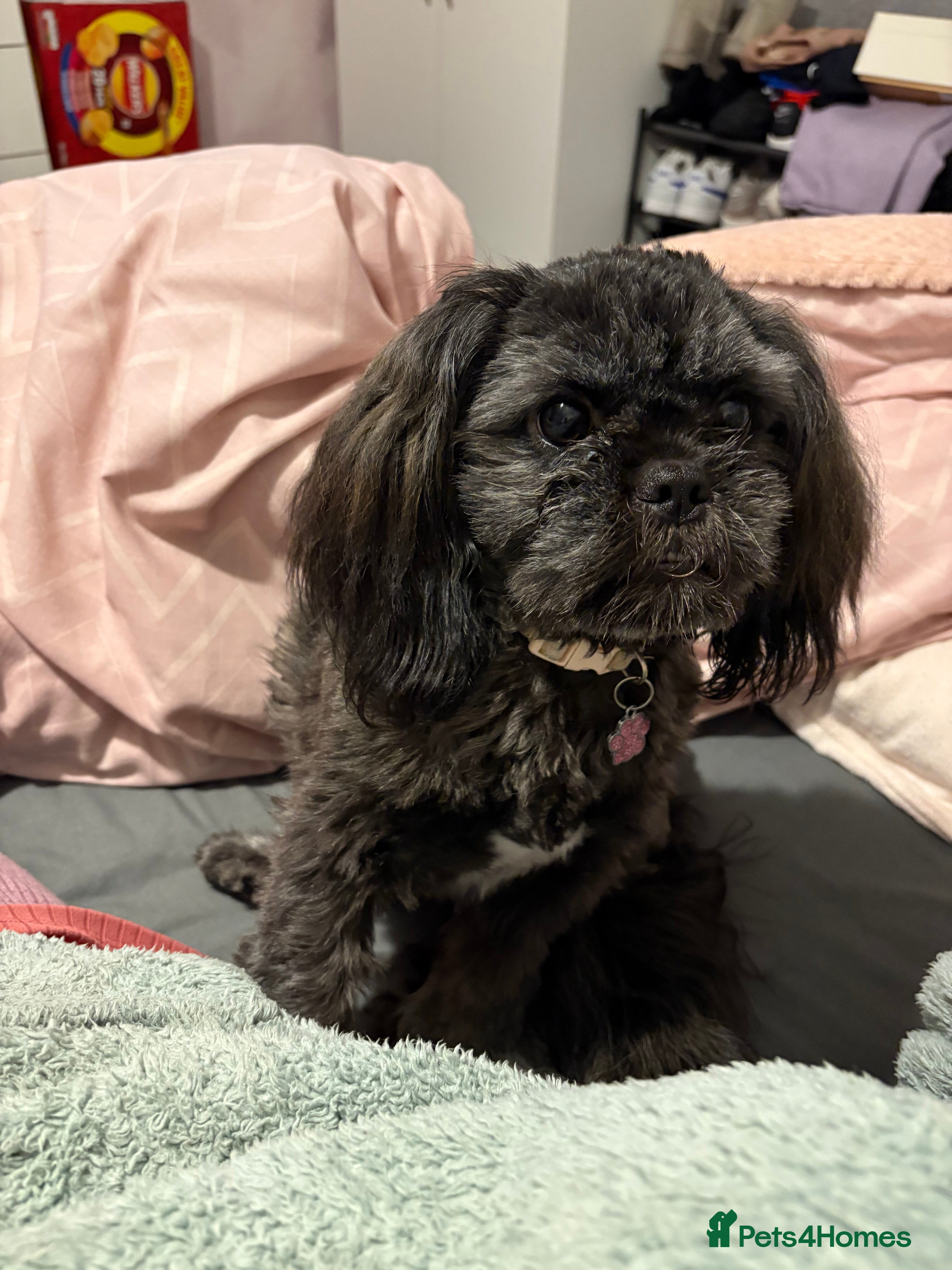 Shih Tzu dogs Female Shih Tzu  - Advert 4