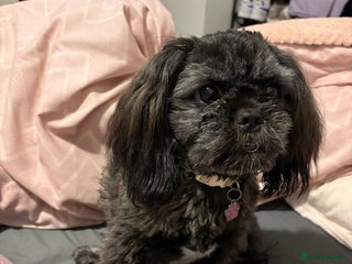 Shih Tzu dogs Female Shih Tzu - Advert 4