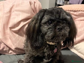 Shih Tzu dogs Female Shih Tzu - Advert 4