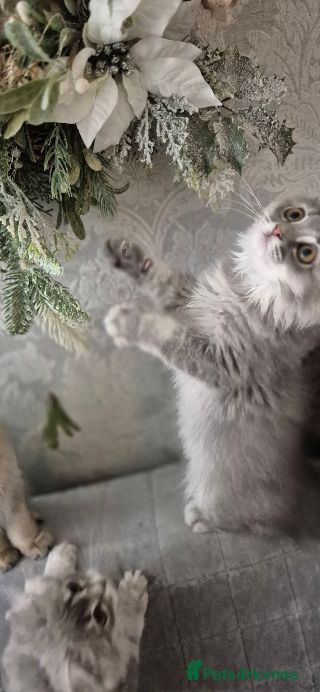 Scottish Fold cats for sale: 1 boy and 1 girl left Amazing Scottish Straights  in Ивсхам - Image 25