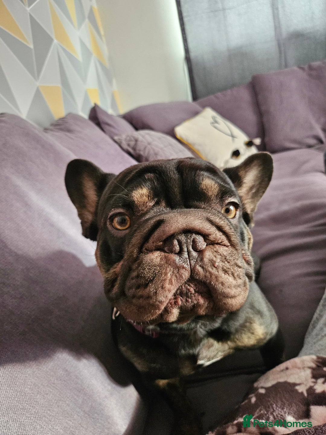 French Bulldog dogs for sale: Dugi is looking for his forever home  - Advert 3