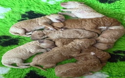 Standard Poodle dogs for sale: Standard Poodle Puppies  - Image 1