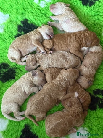 Standard Poodle dogs - Advert 7