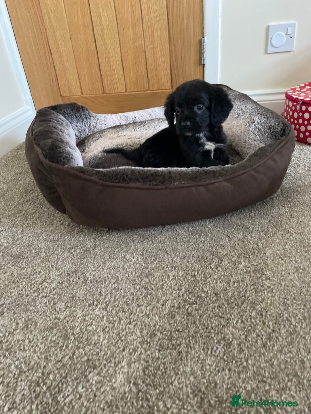 Cocker Spaniel dogs for sale: Cocker spaniel puppies  - Image 16