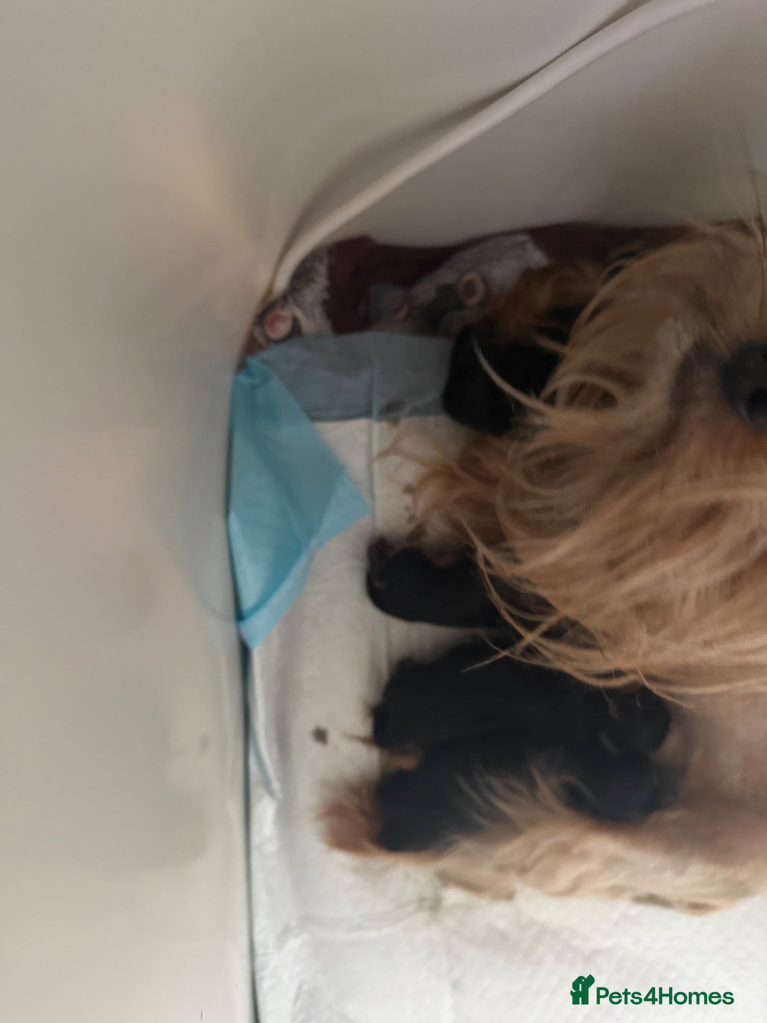 Yorkshire Terrier dogs for sale: Mini Yorkshire terrier 2kg  - Advert 2