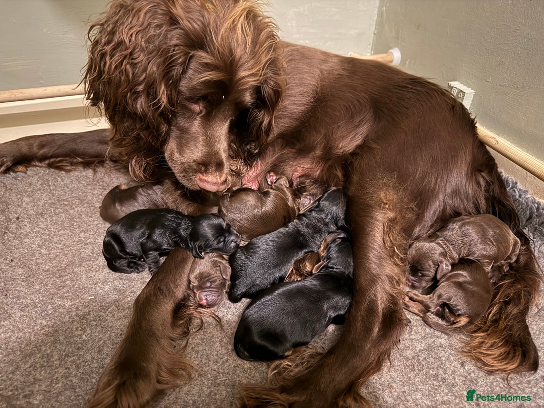 Sprocker dogs for sale: Beautiful Sprocker puppies  - Image 15