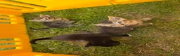 Mixed Breed cats for sale: The little kittens are looking for new homes. - Advert 10