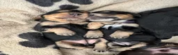 Cocker Spaniel dogs for sale: Stunning Cocker Spaniel Puppies in Peterhead - Advert 24