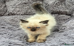 Ragdoll cats for sale: GCCF registered Ragdoll kittens  - Image 24