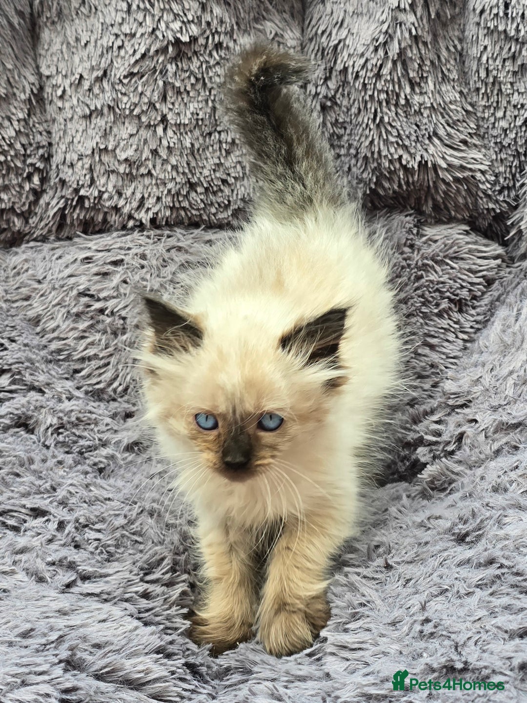 Ragdoll cats for sale: GCCF registered Ragdoll kittens  - Image 24