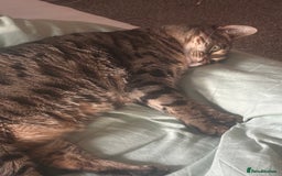 Mixed Breed cats for sale: Khaleesi, half bengal cat looking for a new home - Image 8