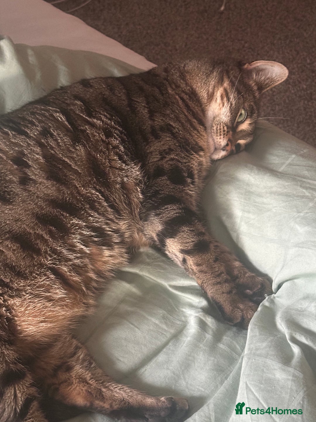 Mixed Breed cats for sale: Khaleesi, half bengal cat looking for a new home - Image 8