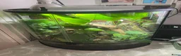 Frog reptiles for sale: 3 White’s Tree Frogs, 2 Vivs, Loads of Equipment🐸 - Advert 2