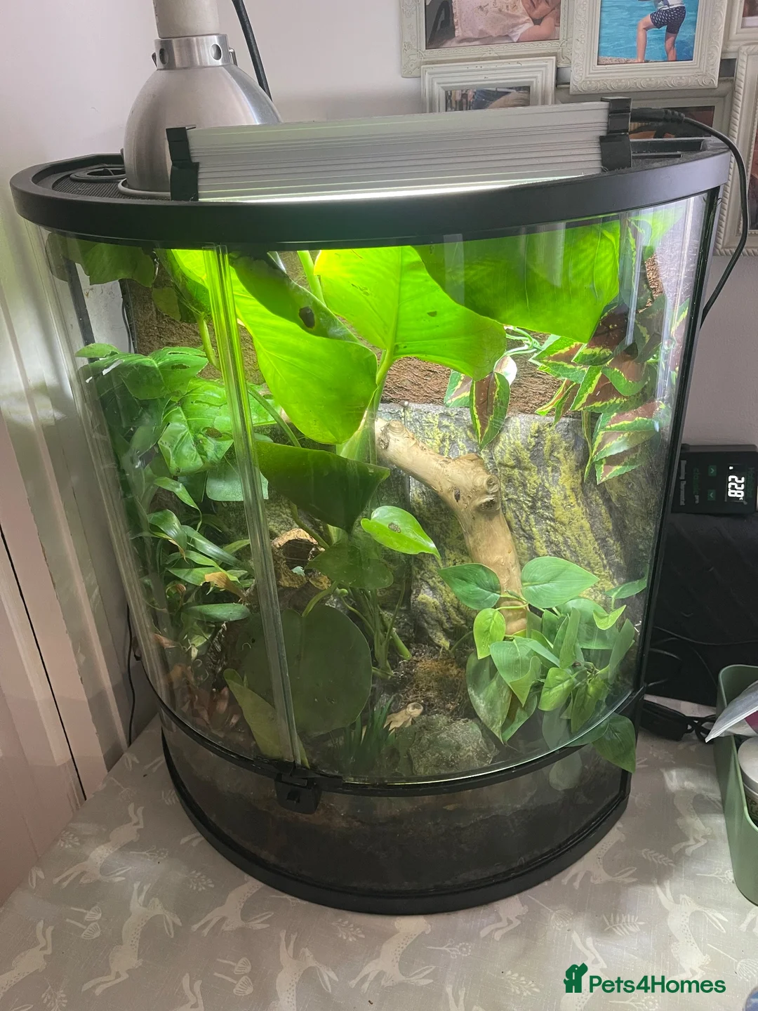 Frog reptiles for sale: 3 White’s Tree Frogs, 2 Vivs, Loads of Equipment🐸 - Advert 2