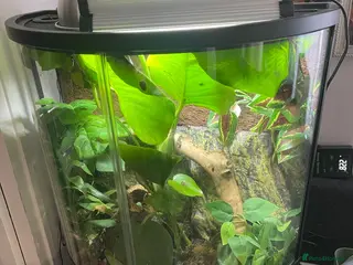 Frog reptiles 3 White’s Tree Frogs, 2 Vivs, Loads of Equipment🐸 - Advert 2