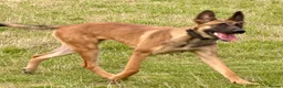 Belgian Shepherd Dog dogs for sale: Mali/dutch Female BRN  - Advert 5