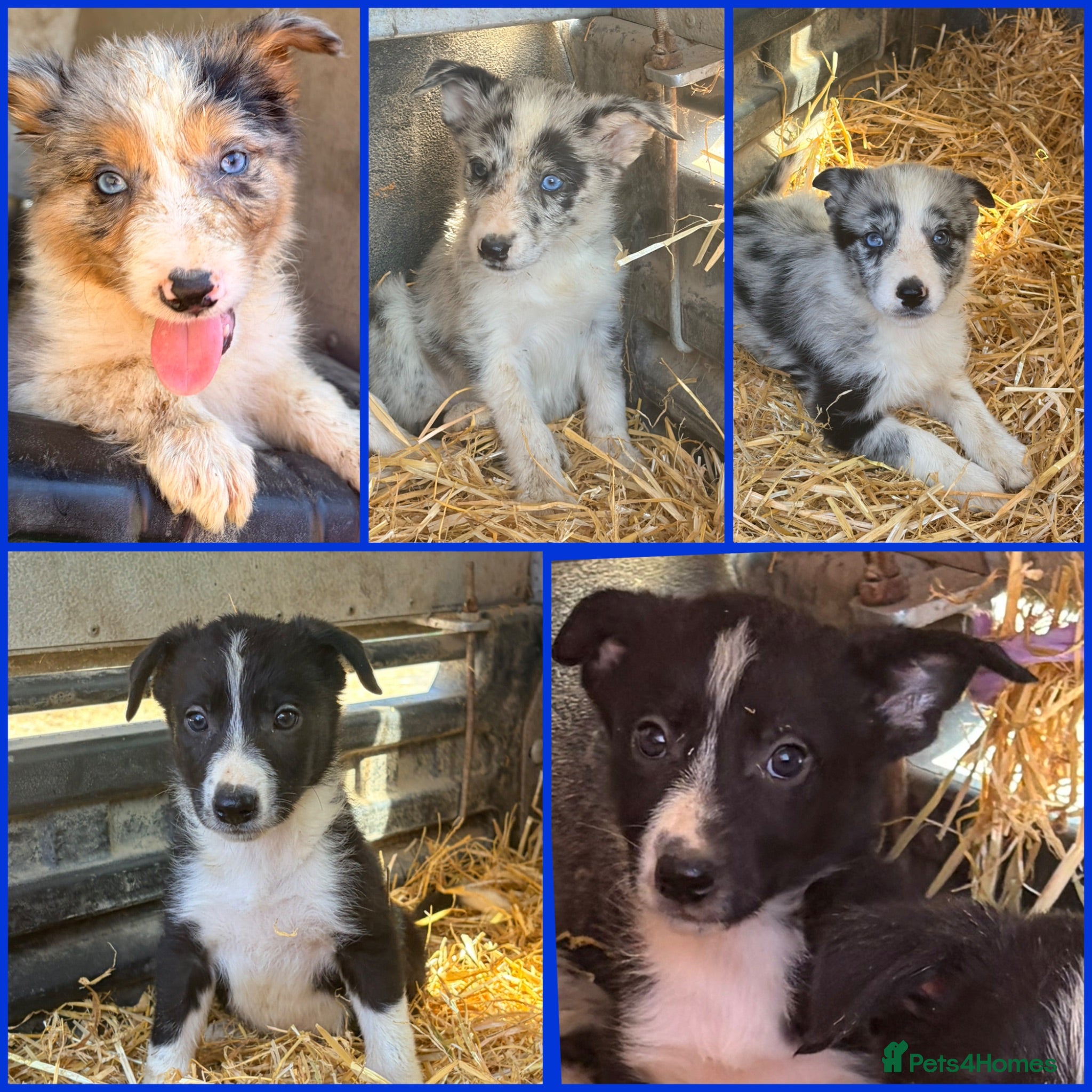 Border Collie dogs 7 beautiful border collie pups  - Advert 1