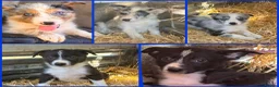 Border Collie dogs for sale:  4 beautiful border collie pups  - Advert 18