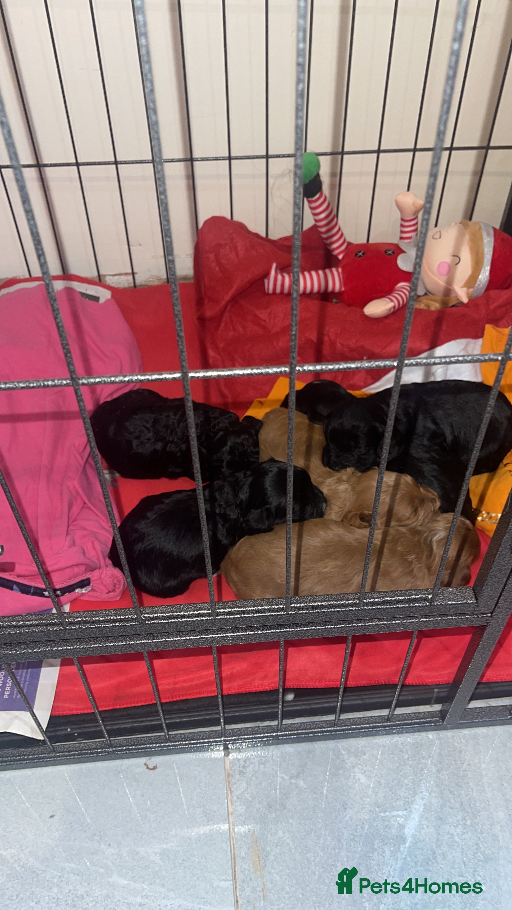 Cockapoo dogs Cockapoo health tested KC parents  - Advert 2