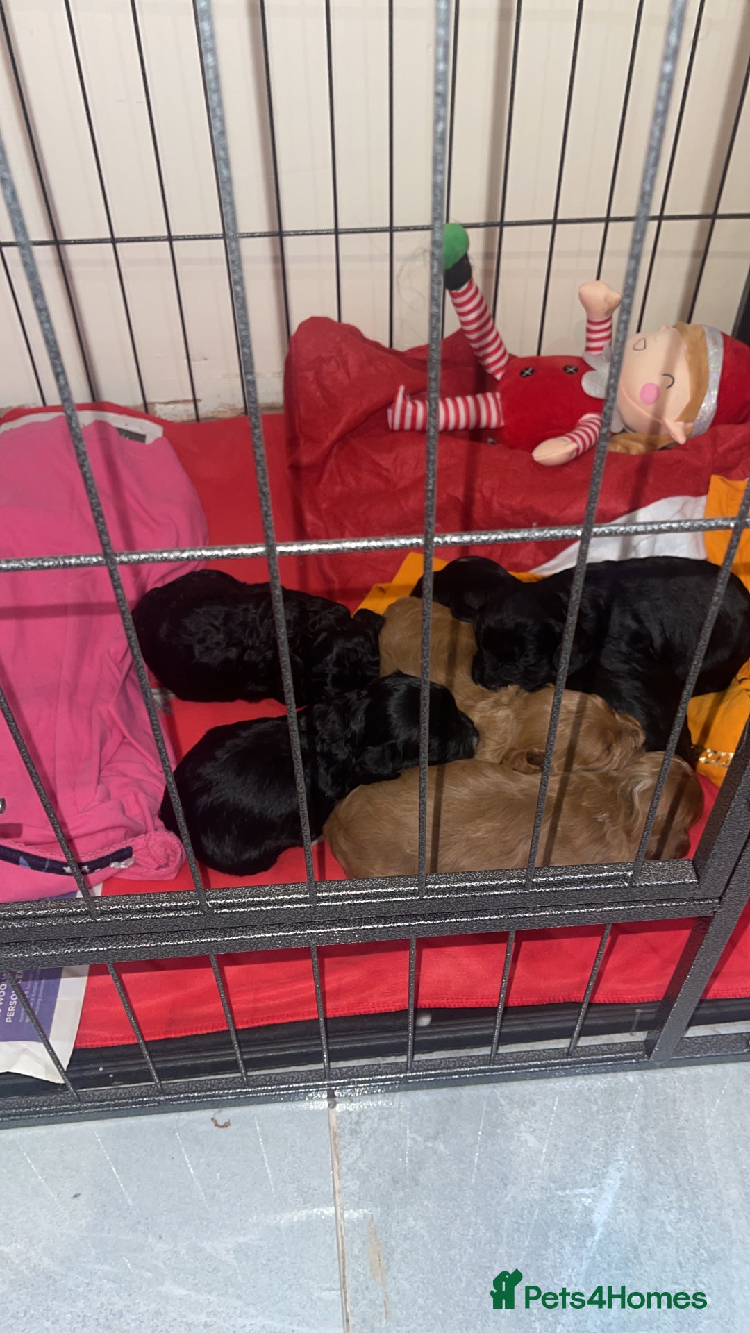 Cockapoo dogs for sale: Cockapoo health tested KC parents  - Advert 1