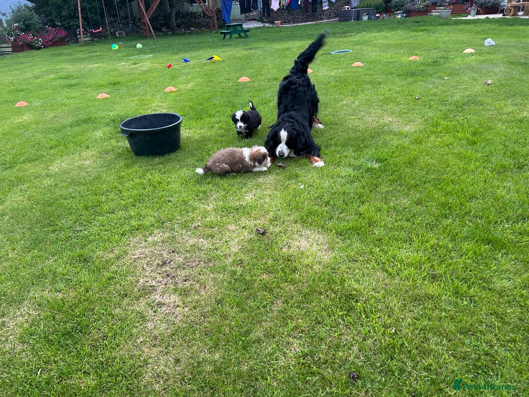 Bernedoodle dogs for sale: Gorgeous Bernedoodle puppies  - Image 12