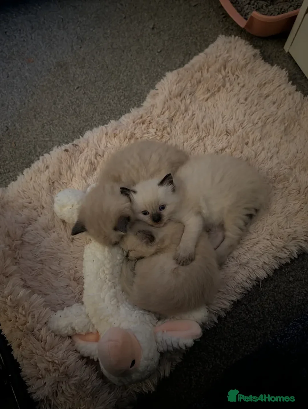 Ragdoll cats for sale: Lovley male ragdoll 700 ono - Advert 1