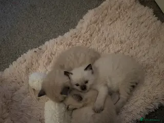 Ragdoll cats Lovley male ragdoll - Advert 8