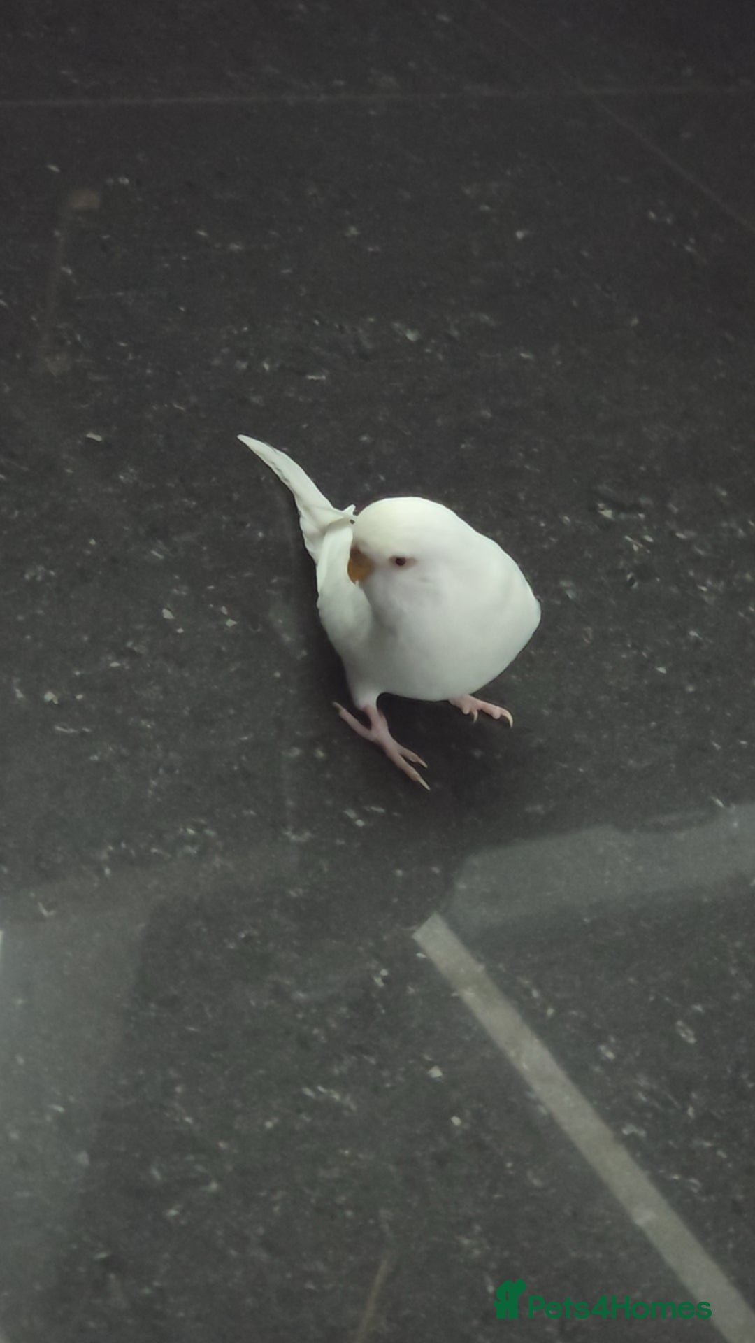 Budgerigars birds 1 male 2 female budgies  - Advert 3