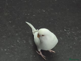 Budgerigars birds 1 male 2 female budgies - Advert 3
