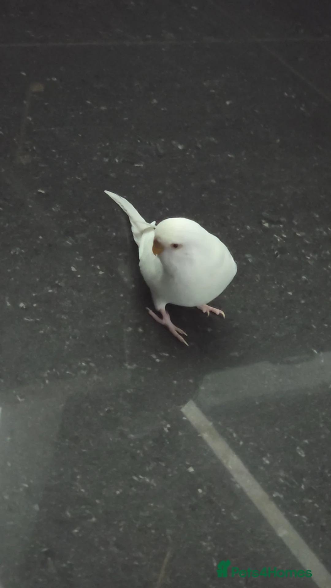 Budgerigars birds for sale: Budgies with cage  - Advert 2