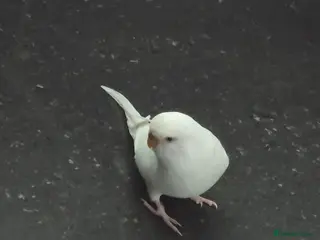 Budgerigars birds 1 male 2 female budgies - Advert 21