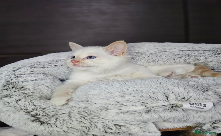 Ragdoll cats - Advert 13
