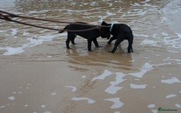 Labrador Retriever dogs for sale: Last 2 Black male labrador puppies vaccinated KC  - Advert 9