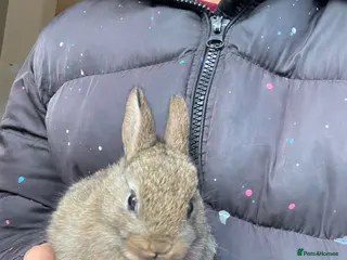 Netherland Dwarf rabbits Pure Netherland Dwarf - Advert 1