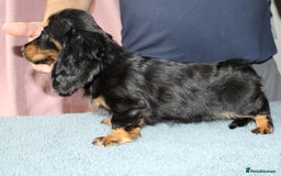 Miniature Dachshund dogs for sale: Black cream and black tan  - Image 13