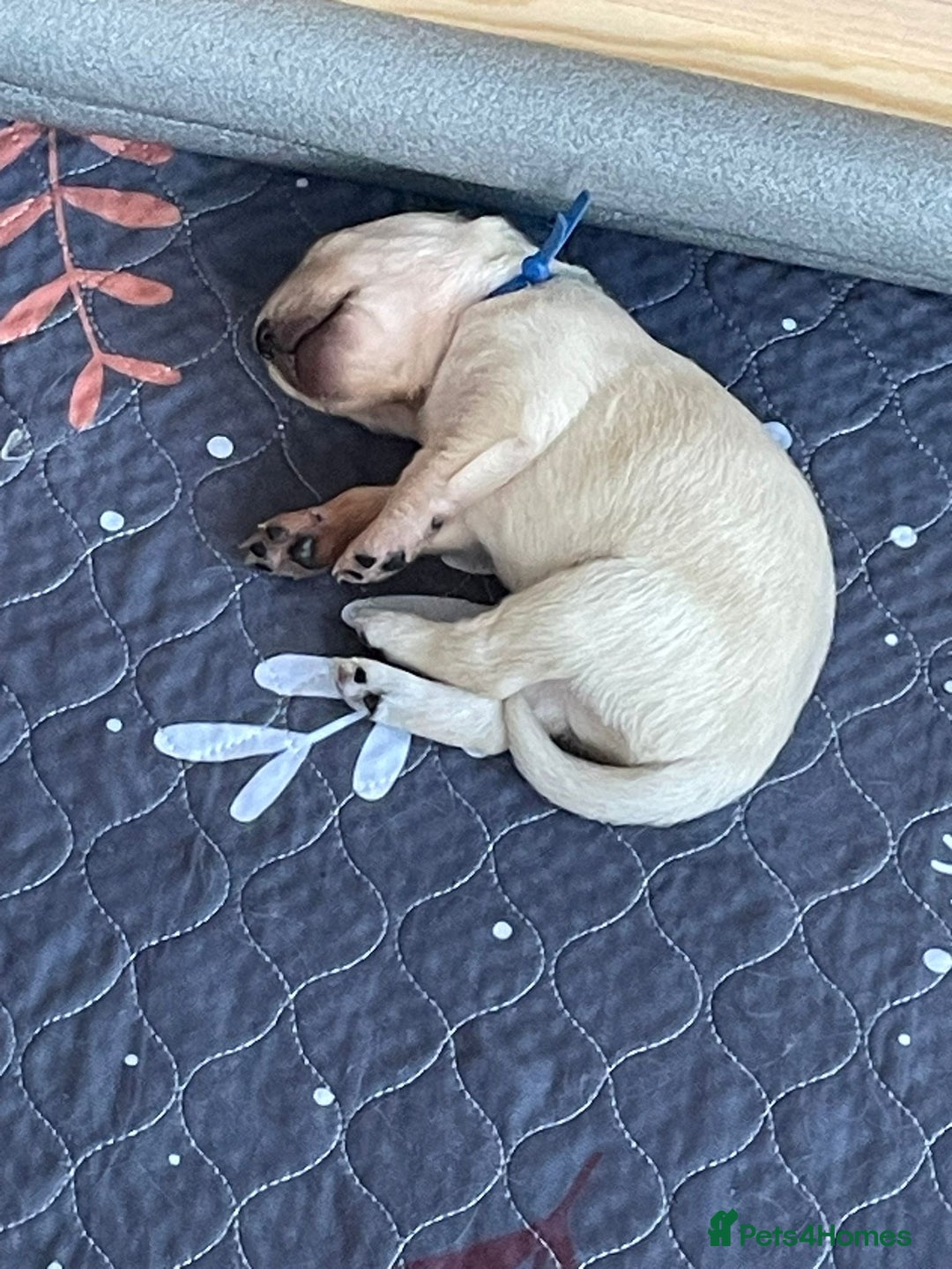 Golden Retriever dogs for sale: Pedigree Golden Retriver Puppies - Image 27