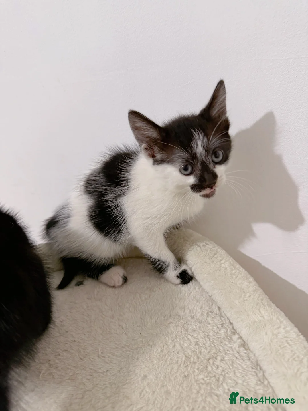 Mixed Breed cats for sale: Milan, black and white kitten - Advert 2