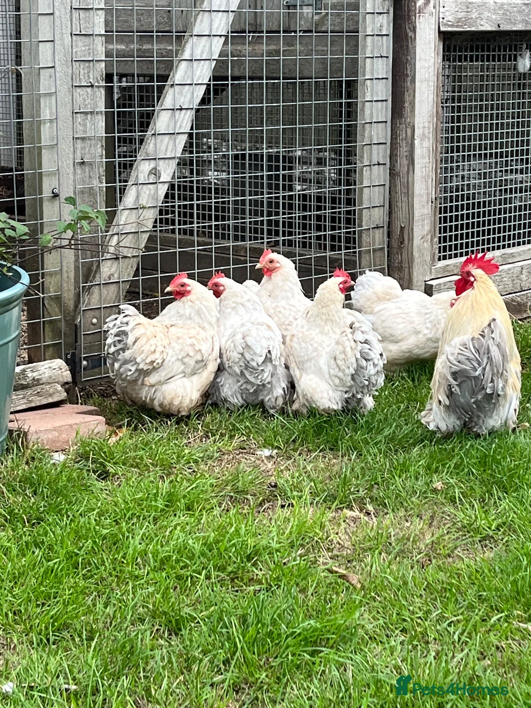 Chickens poultry for sale: Porcelain Pekins  - Advert 2