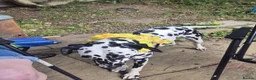 Dalmatian dogs for sale: Dalmatian needs a good home - Advert 4