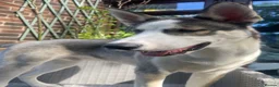 Siberian Husky dogs for sale: Siberian Husky Puppies Pure Bred Blue Eyed - Advert 6