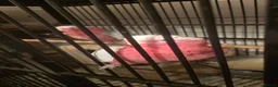 Cockatoo birds for sale: Galah Cockatoos - Potential Future Breeding Pair - Advert 3