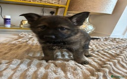 German Shepherd dogs for sale: German Shepherd Puppies – Working Line - Image 36