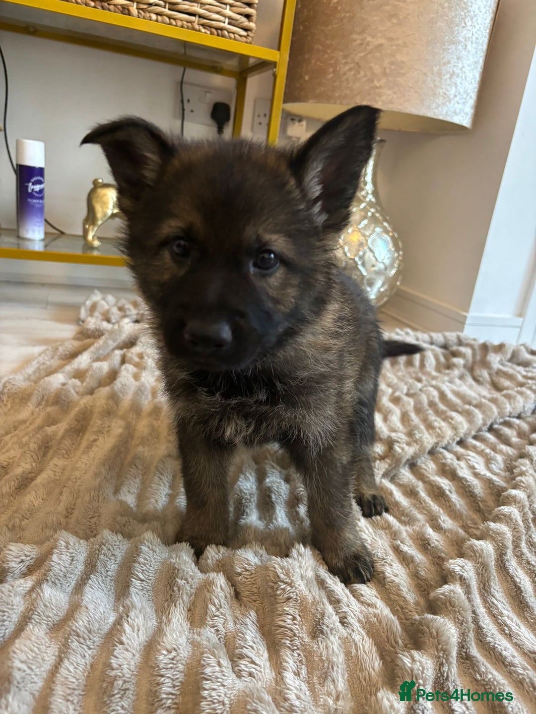 German Shepherd dogs for sale: German Shepherd Puppies – Working Line - Image 36