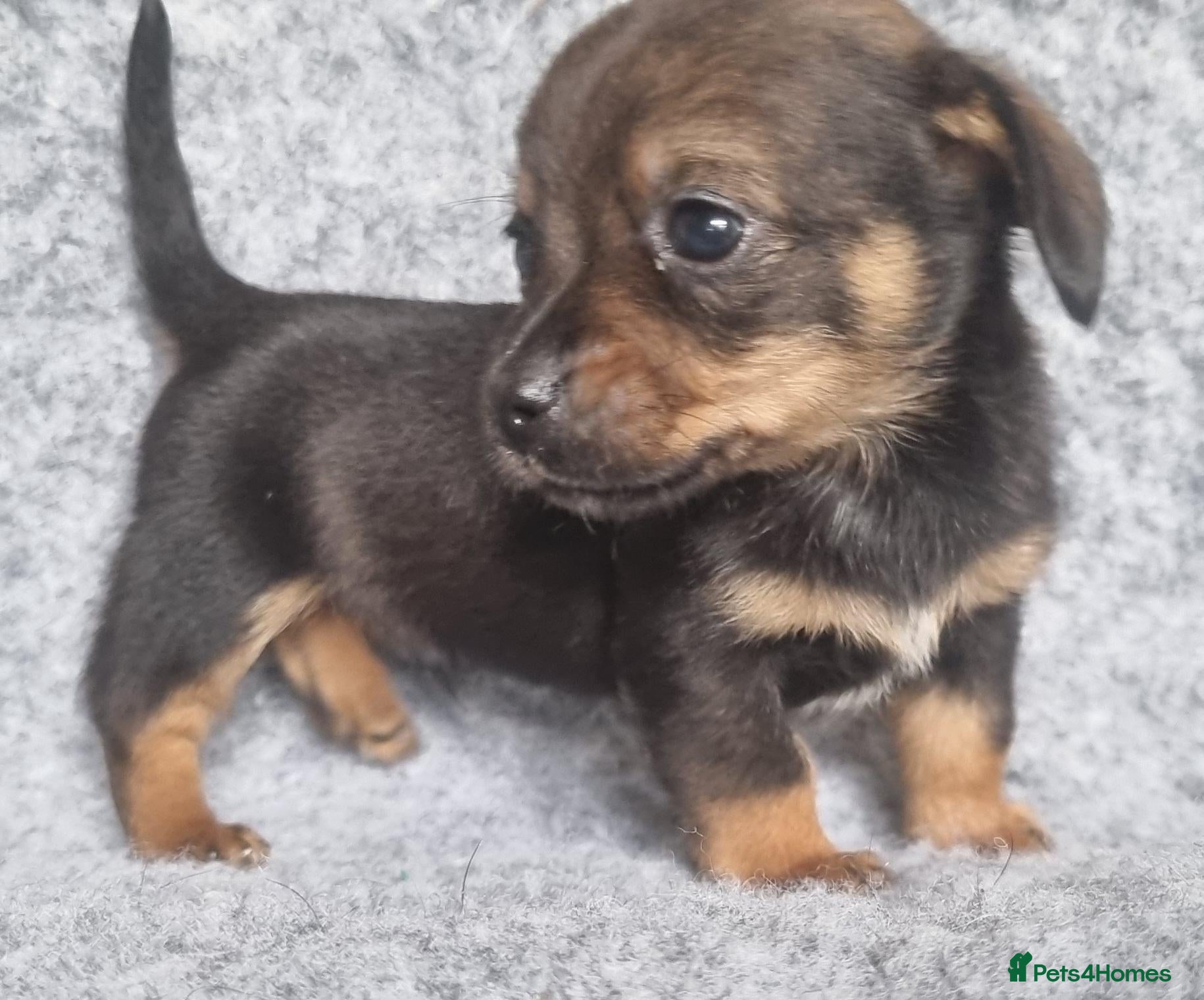 Mixed Breed dogs Dachshund Wire x smooth minature Puppies - Advert 1