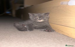 Scottish Fold cats for sale: Scottish Fold/BSH Mixed Kittens - Image 3