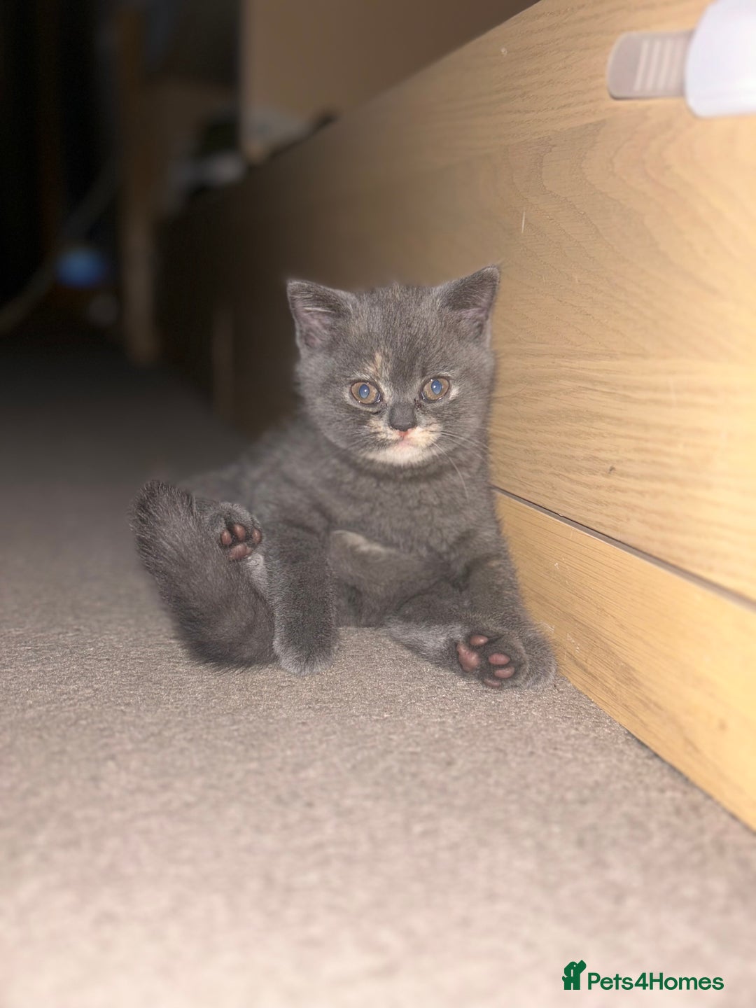Scottish Fold cats for sale: Scottish Fold/BSH Mixed Kittens - Image 3