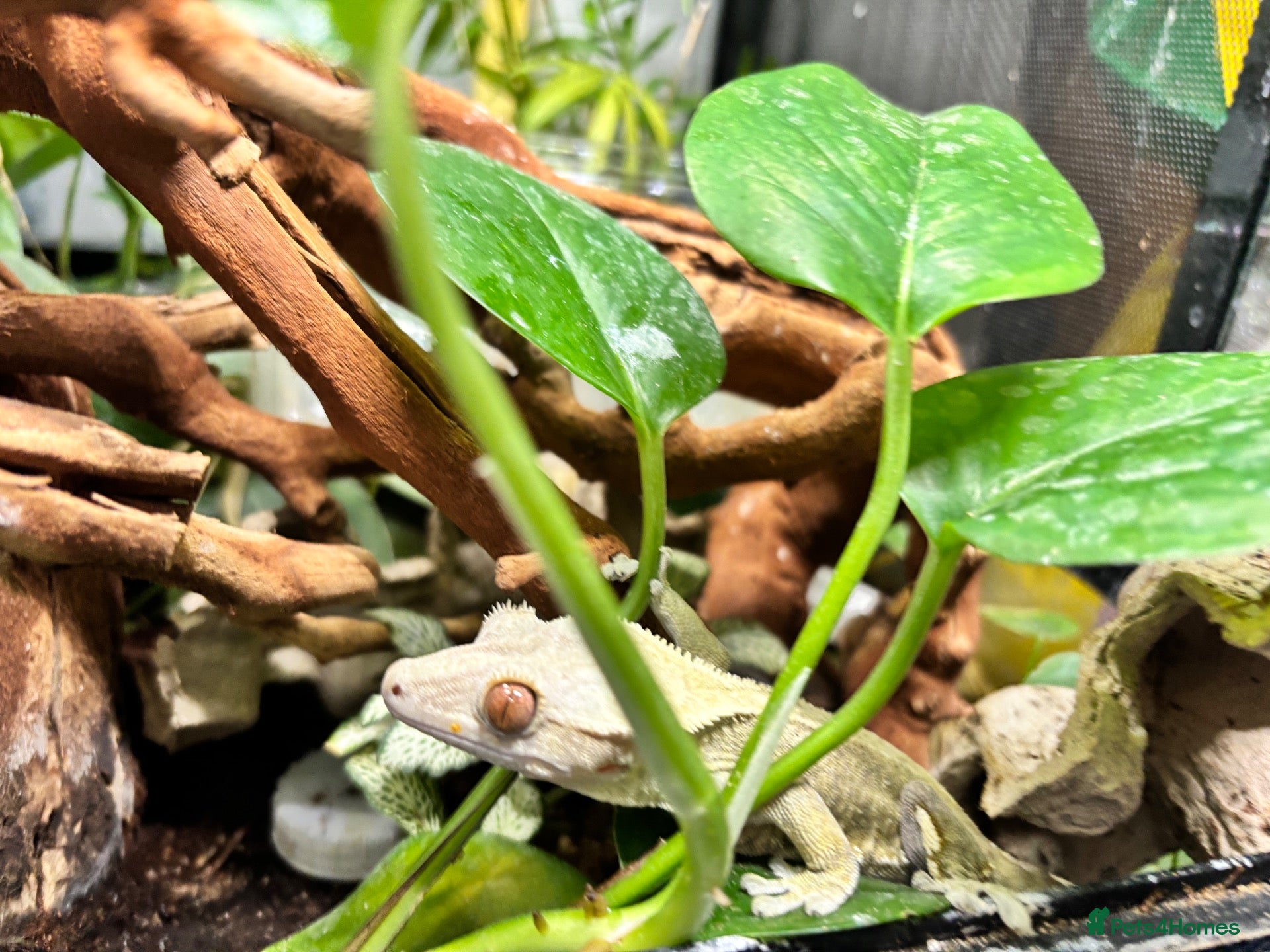 Gecko reptiles Male crested gecko, comes with tank and more - Advert 2